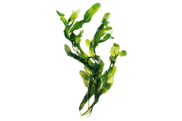 Gambar spirulina